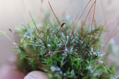 Atrichum altecristatum
