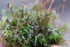 Atrichum altecristatum