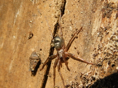 Sagana rutilans