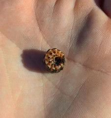 Microphotus angustus