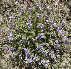 Scutellaria wrightii