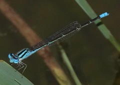 Pseudagrion australasiae