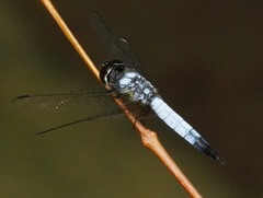 Aethriamanta gracilis