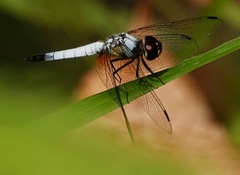 Aethriamanta gracilis