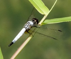 Aethriamanta gracilis