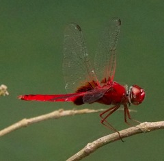 Urothemis signata insignata