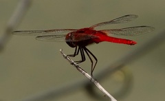 Urothemis signata insignata
