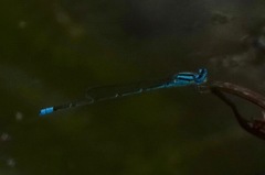 Pseudagrion australasiae