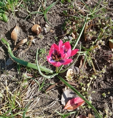 Tulipa humilis