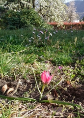 Tulipa humilis