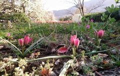 Tulipa humilis