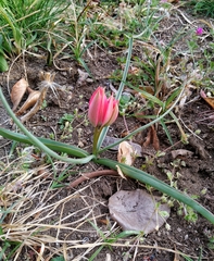 Tulipa humilis