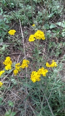 Psilostrophe gnaphalodes