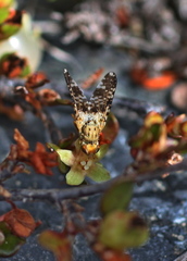 Austrotephritis plebeia