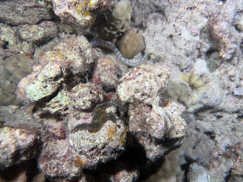 Echidna polyzona, 2026-05-02
