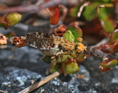 Austrotephritis plebeia