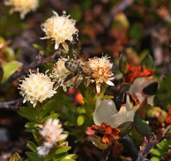 Austrotephritis plebeia