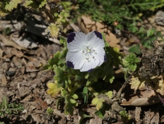 Nemophila maculata