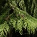 Lawson's Cypress - Photo (c) Elio Giacone, some rights reserved (CC BY-NC), uploaded by Elio Giacone