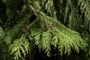 Lawson's Cypress - Photo (c) Elio Giacone, some rights reserved (CC BY-NC), uploaded by Elio Giacone