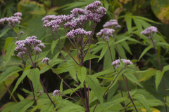 Eupatorium glehnii