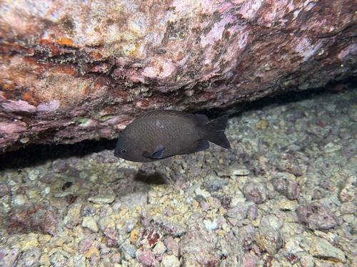 Chromis verater, 2026-05-02