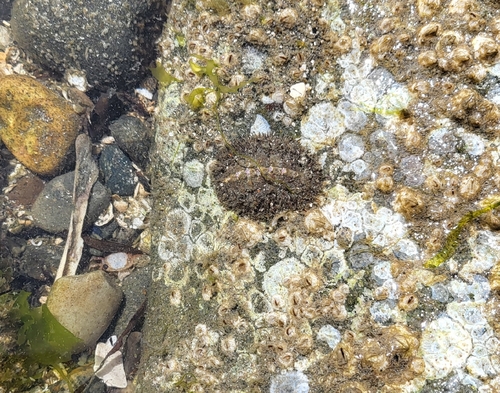 Mopalia muscosa