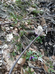 Cardamine glanduligera