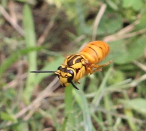 Observations by wwrauscher · iNaturalist