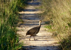 Nothoprocta cinerascens