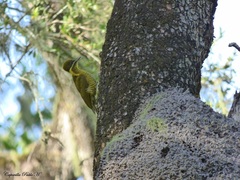 Piculus chrysochloros