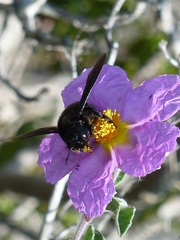 Cistus creticus eriocephalus