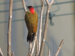 Colaptes punctigula