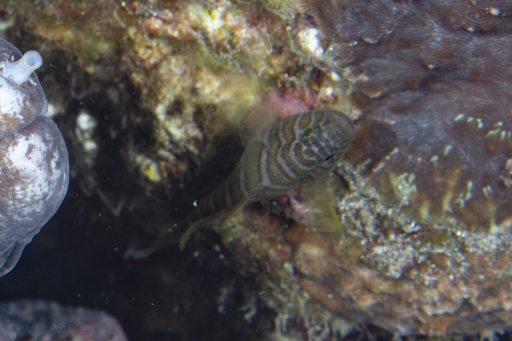 Banded Reef-goby (Priolepis cincta)