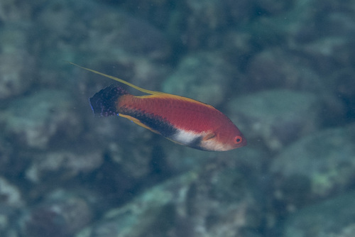 Cirrhilabrus filamentosus observed 2026-05-01