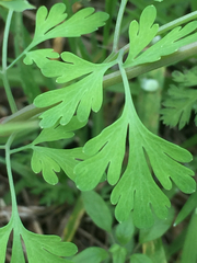 Corydalis aurea