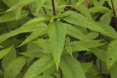 Eupatorium glehnii