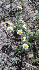 Melampodium cinereum