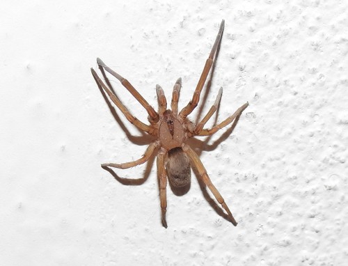 Filistata insidiatrix