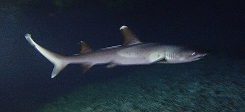 Triaenodon obesus