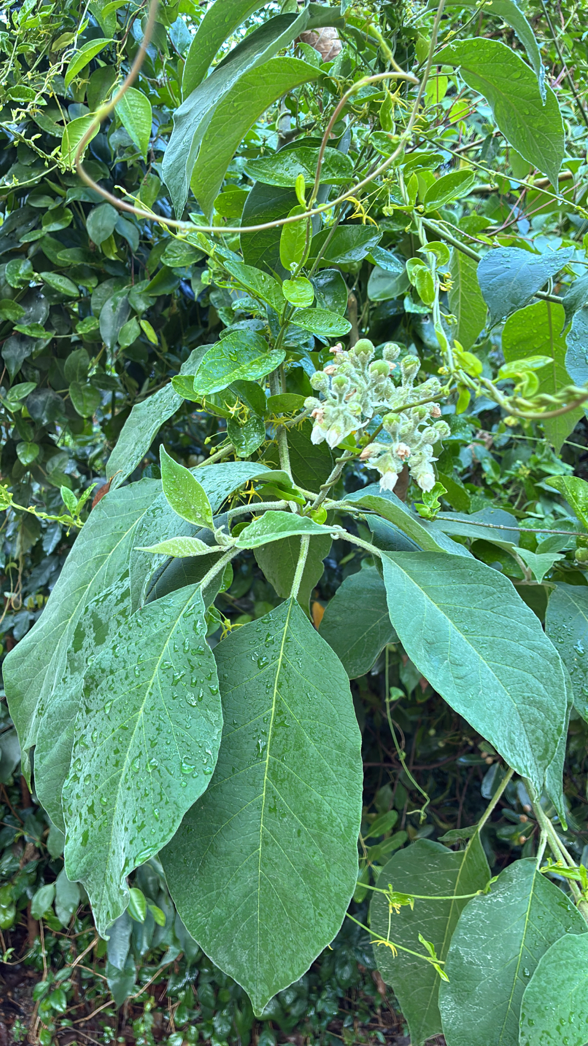 Solanum erianthum — ảnh 2