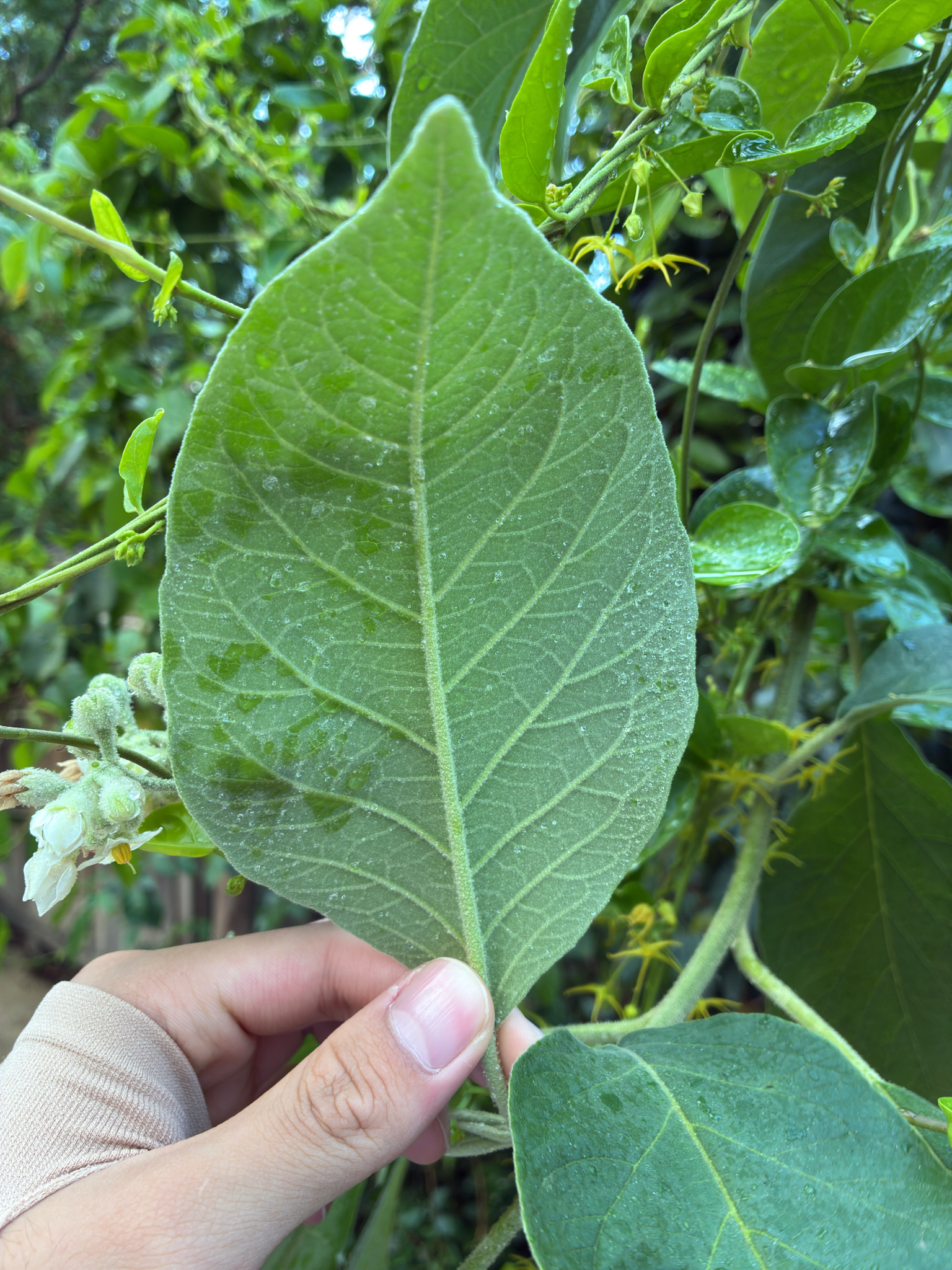 Solanum erianthum — ảnh 3