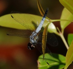 Aethriamanta gracilis
