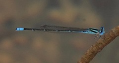 Pseudagrion australasiae