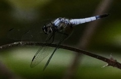 Aethriamanta gracilis