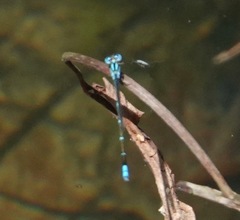 Pseudagrion australasiae