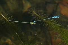 Pseudagrion australasiae