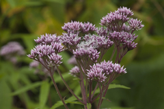 Eupatorium glehnii