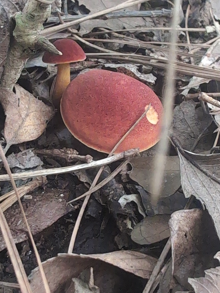 Hortiboletus rubellus