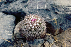 Melocactus peruvianus